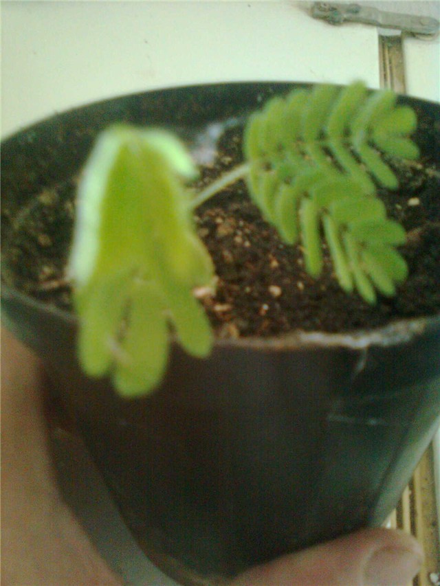 albicia nikla
